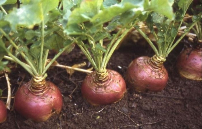 What did the Russians grow in the garden before the appearance of potatoes