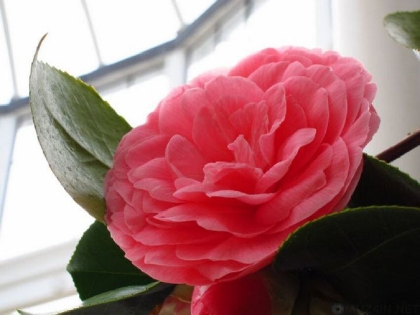 What does the rarest and most expensive flower in the world look like What does the rarest and most expensive flower in the world look like