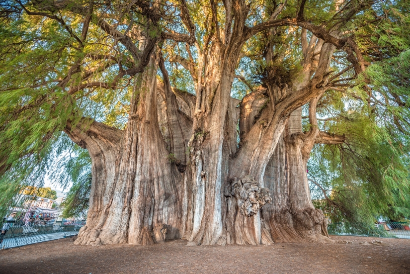 What does the Thule tree look like, an ancient cypress in Mexico with the world's thickest trunk What does the Thule tree look like, an ancient cypress in Mexico with the world's thickest trunk