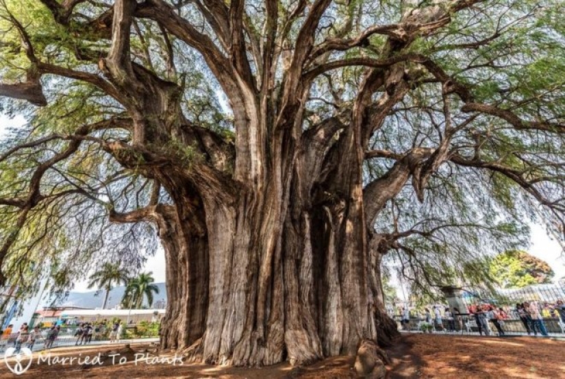 What does the Thule tree look like, an ancient cypress in Mexico with the world's thickest trunk What does the Thule tree look like, an ancient cypress in Mexico with the world's thickest trunk