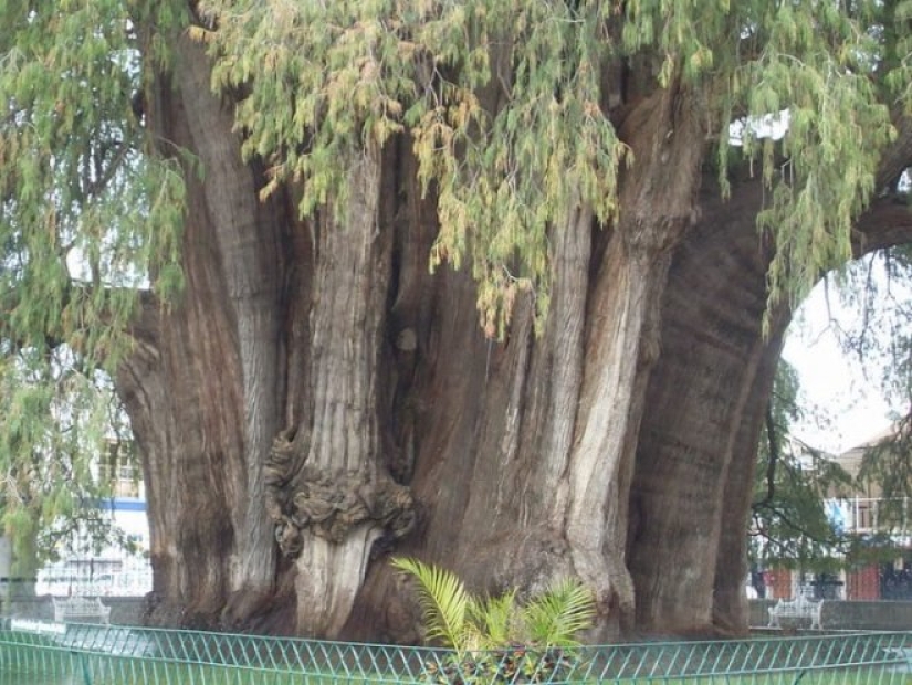 What does the Thule tree look like, an ancient cypress in Mexico with the world's thickest trunk What does the Thule tree look like, an ancient cypress in Mexico with the world's thickest trunk
