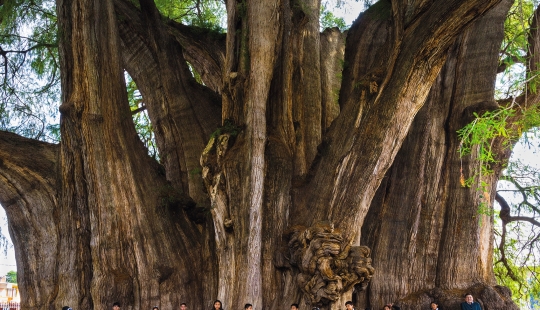 What does the Thule tree look like, an ancient cypress in Mexico with the world's thickest trunk What does the Thule tree look like, an ancient cypress in Mexico with the world's thickest trunk
