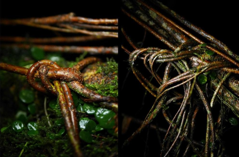 What does the wettest place on Earth look like, a town in the Indian state of Meghalaya