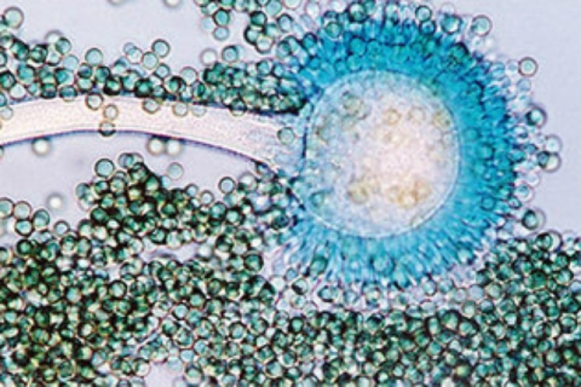 What happens if you eat bread with mold What happens if you eat bread with mold