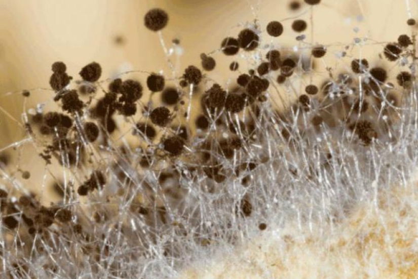 What happens if you eat bread with mold What happens if you eat bread with mold