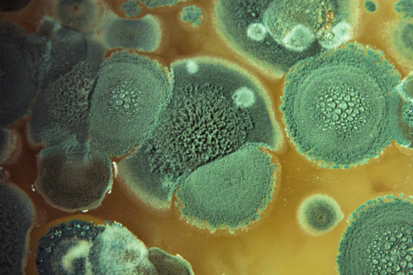 What happens if you eat bread with mold What happens if you eat bread with mold