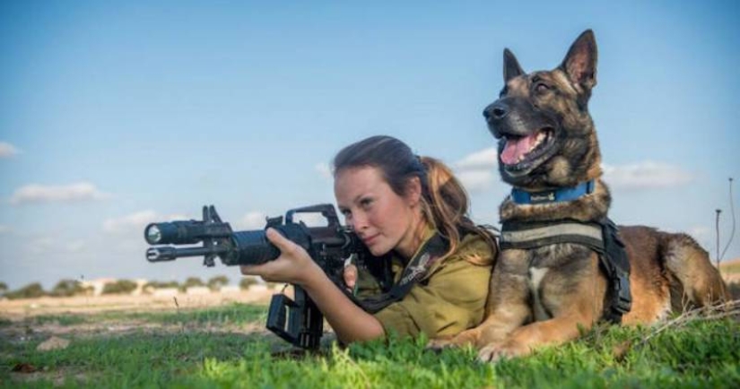 What is an "Oenothera" or How dogs serve in the Israeli army