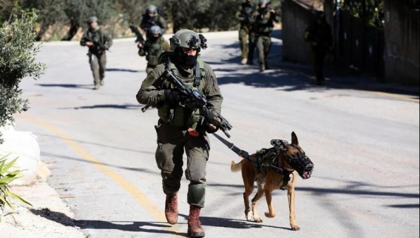 What is an "Oenothera" or How dogs serve in the Israeli army