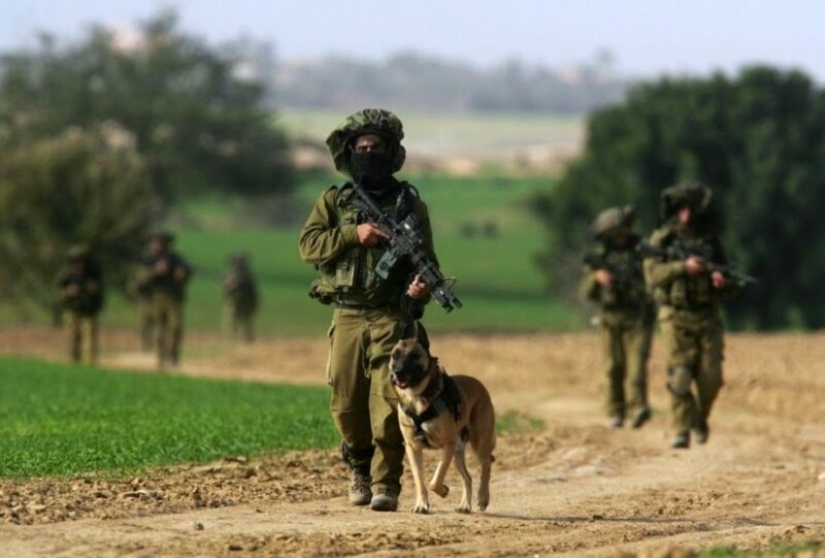 What is an "Oenothera" or How dogs serve in the Israeli army