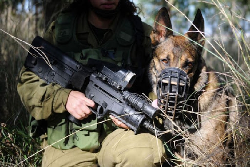 What is an "Oenothera" or How dogs serve in the Israeli army