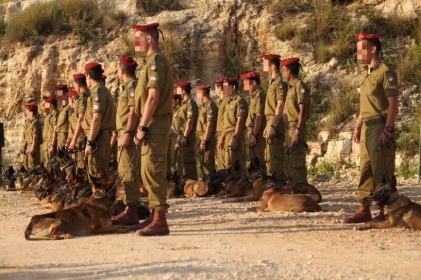 What is an "Oenothera" or How dogs serve in the Israeli army