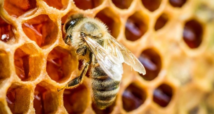 What is "drunk" honey and how is it dangerous for humans