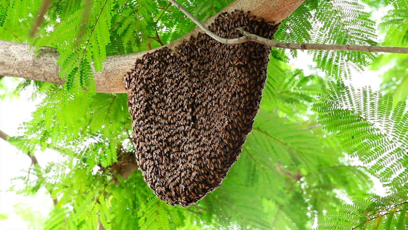 What is "drunk" honey and how is it dangerous for humans