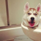 What is the dog doing when the owners are not at home