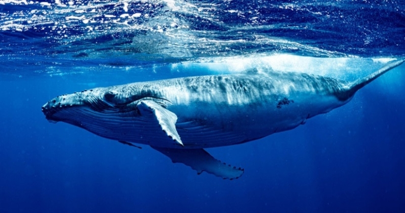 What is the size of a blue whale's heart? Destroying an established myth