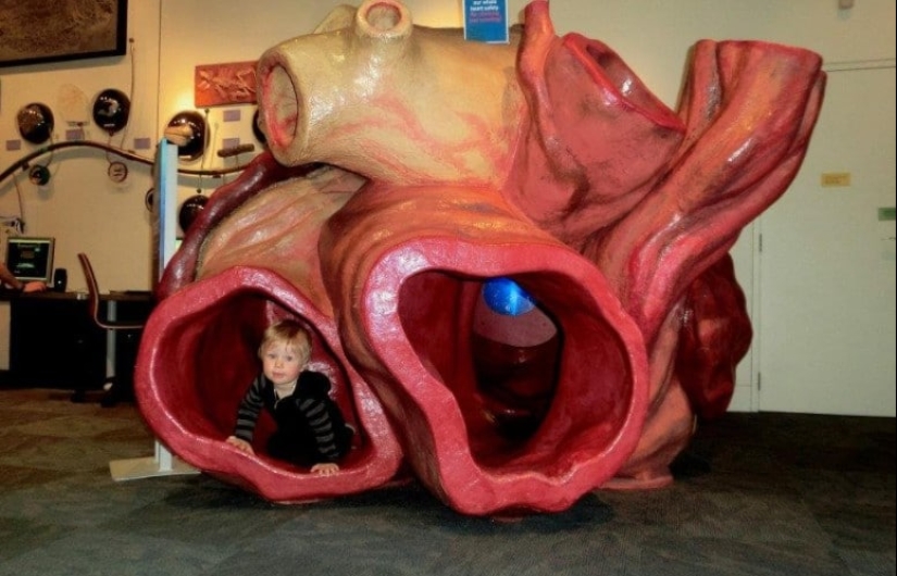 What is the size of a blue whale's heart? Destroying an established myth