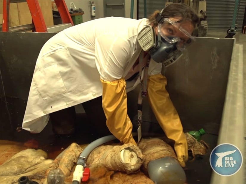 What is the size of a blue whale's heart? Destroying an established myth