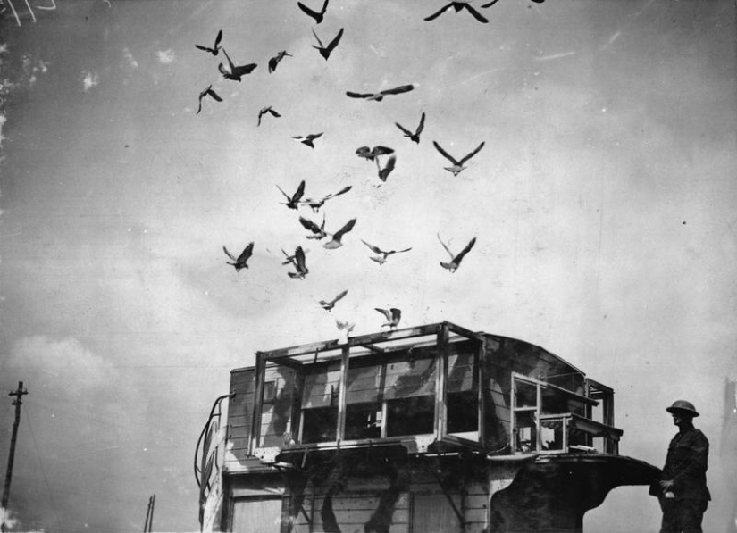 What role did pigeons play in the First World War and what does double-decker buses have to do with it
