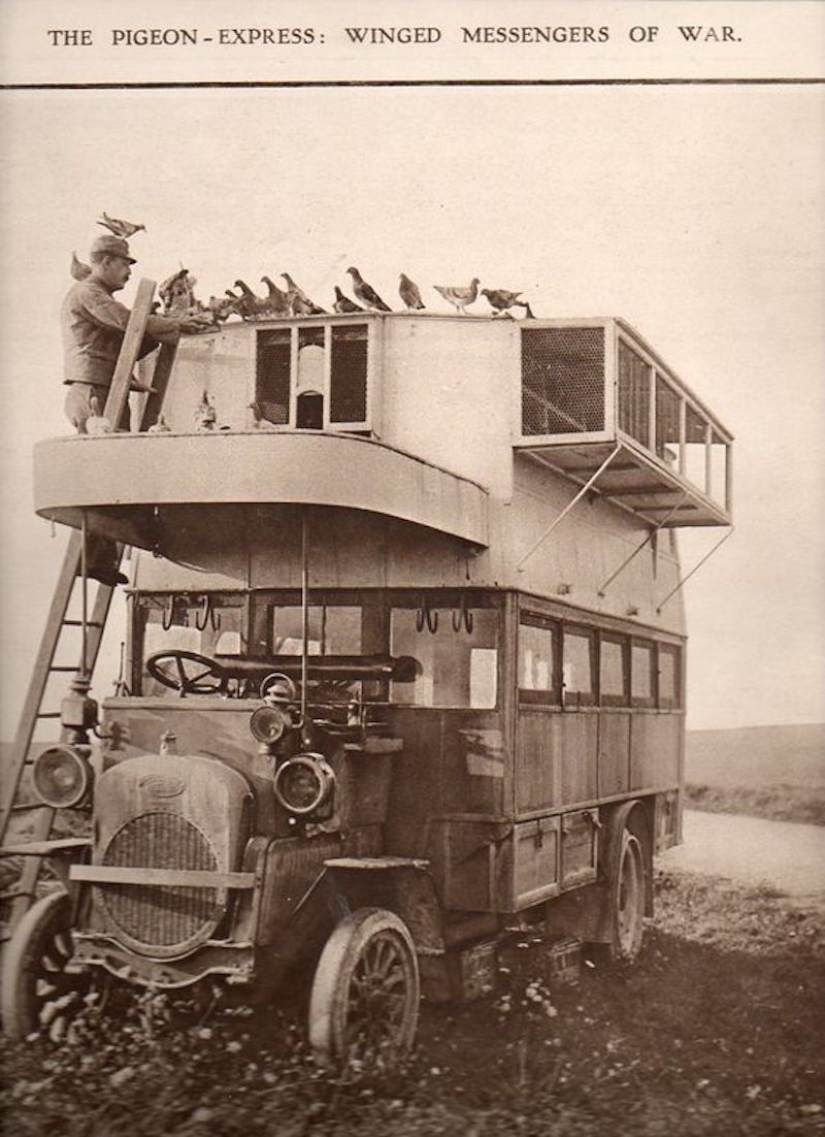 What role did pigeons play in the First World War and what does double-decker buses have to do with it