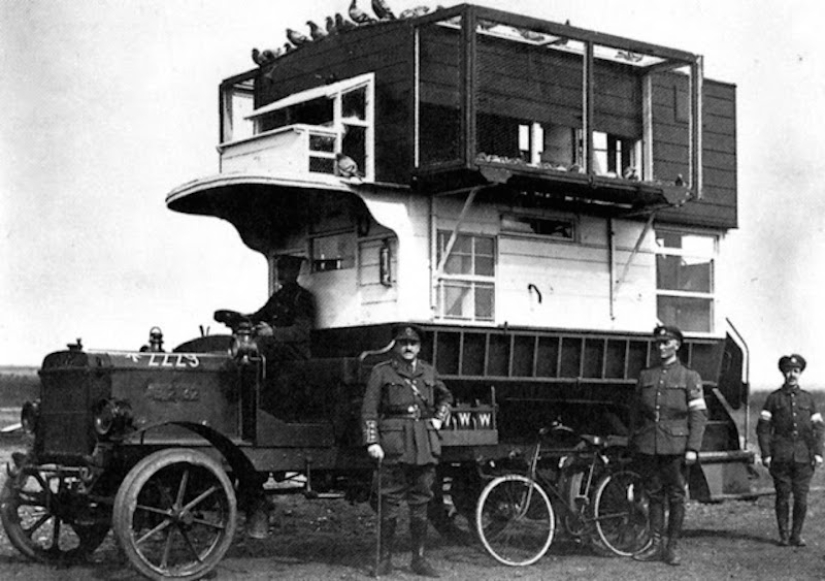 What role did pigeons play in the First World War and what does double-decker buses have to do with it