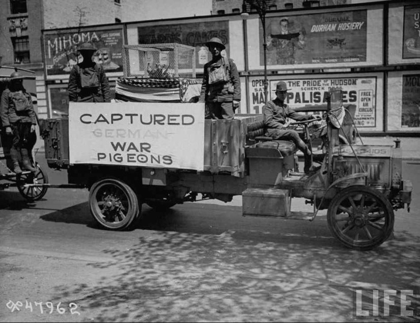 What role did pigeons play in the First World War and what does double-decker buses have to do with it