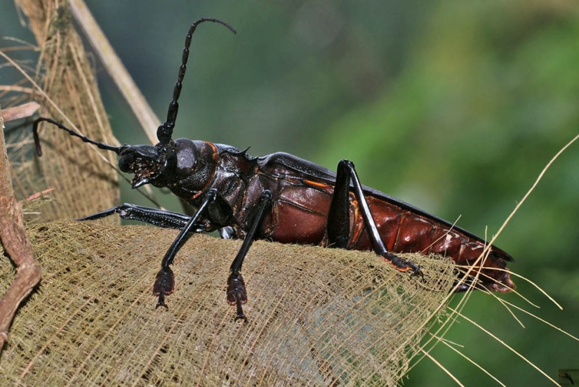 What the Titan woodcutter, the world's largest beetle, looks like