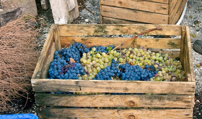 What you need to know about Georgian wine: a brief introduction to the topic What you need to know about Georgian wine: a brief introduction to the topic
