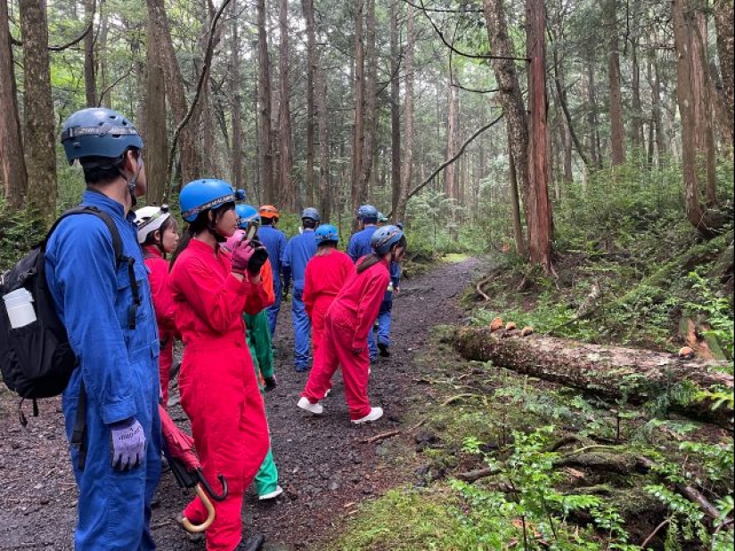 What's Hiding Behind Aokigahara: The Suicide Forest in the Heart of Japan