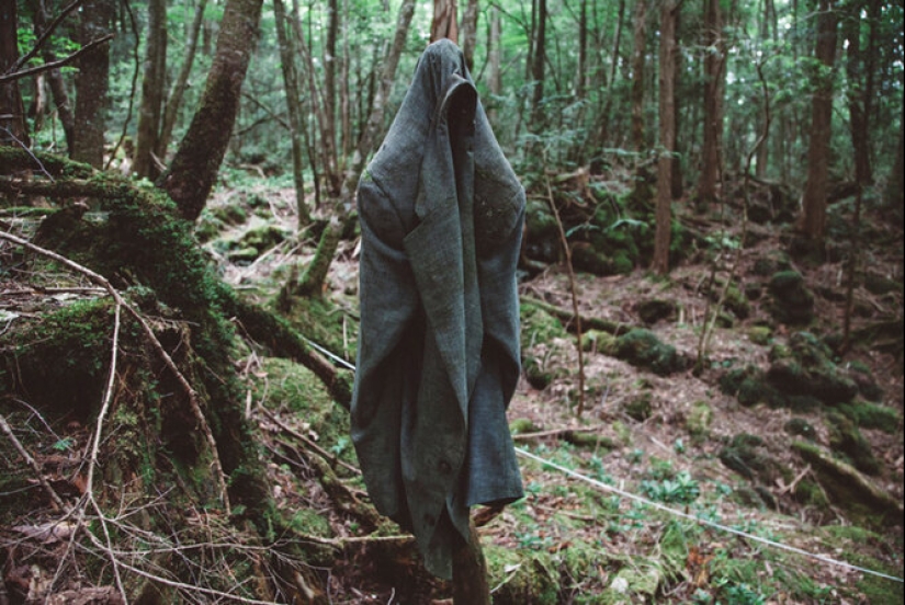 What's Hiding Behind Aokigahara: The Suicide Forest in the Heart of Japan
