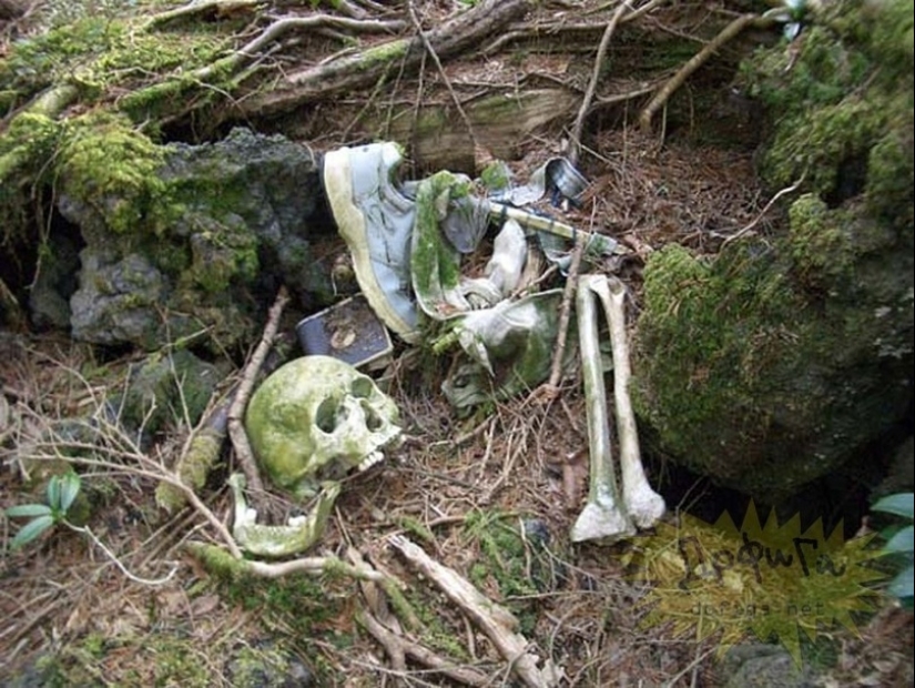 What's Hiding Behind Aokigahara: The Suicide Forest in the Heart of Japan