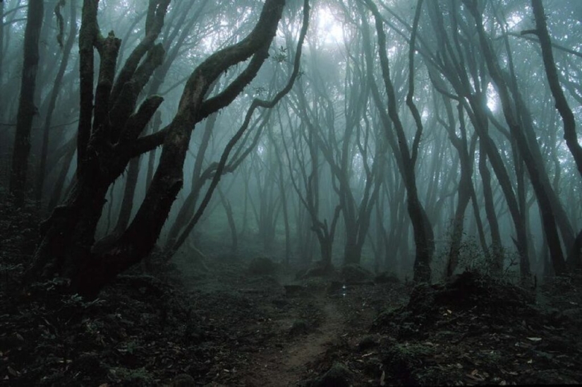 What's Hiding Behind Aokigahara: The Suicide Forest in the Heart of Japan