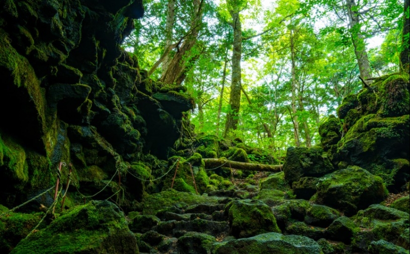 What's Hiding Behind Aokigahara: The Suicide Forest in the Heart of Japan