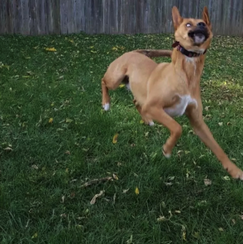 When the program "dog" failed and hung up: 15+ funny photos with pets When the program "dog" failed and hung up: 15+ funny photos with pets