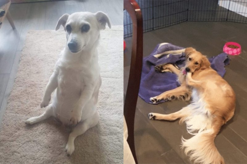 When your pet is a little bit strange: 15 of photos and gifs that accurately you laugh