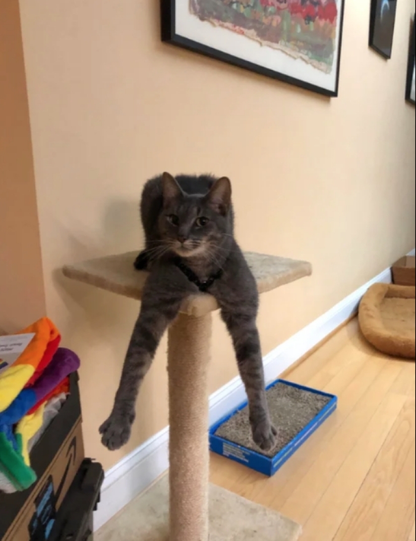 When your pet is a little bit strange: 15 of photos and gifs that accurately you laugh