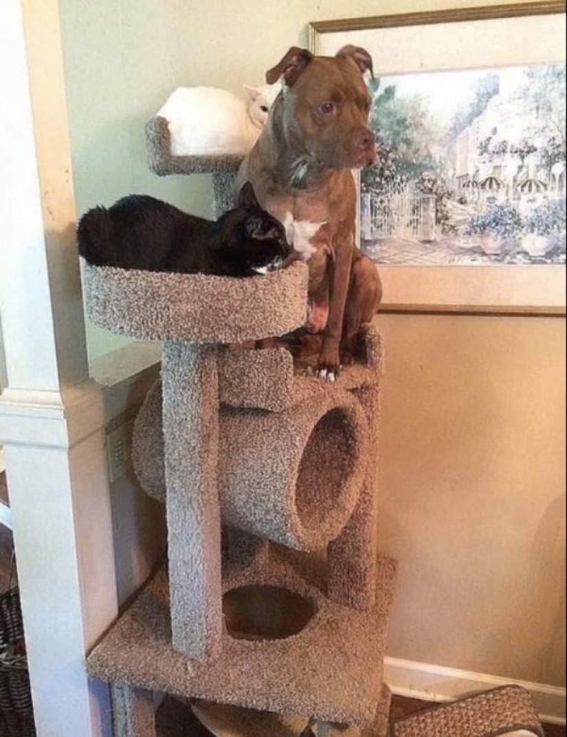 When your pet is a little bit strange: 15 of photos and gifs that accurately you laugh