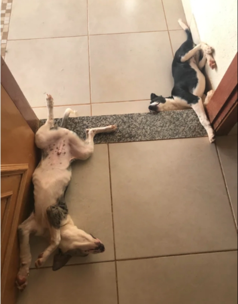 When your pet is a little bit strange: 15 of photos and gifs that accurately you laugh