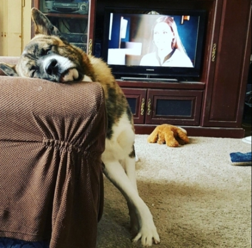 When your pet is a little bit strange: 15 of photos and gifs that accurately you laugh