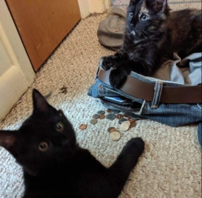 When your pet is a little bit strange: 15 of photos and gifs that accurately you laugh