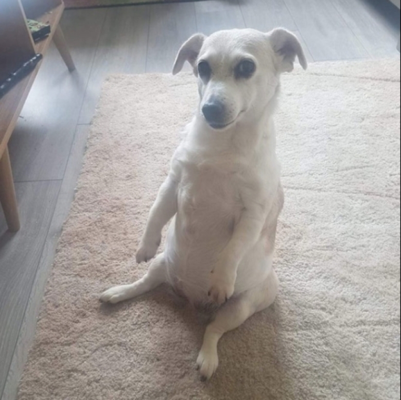 When your pet is a little bit strange: 15 of photos and gifs that accurately you laugh