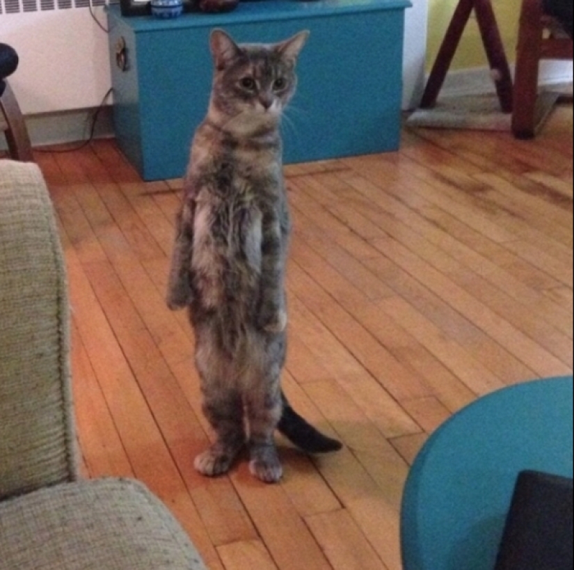 When your pet is a little bit strange: 15 of photos and gifs that accurately you laugh