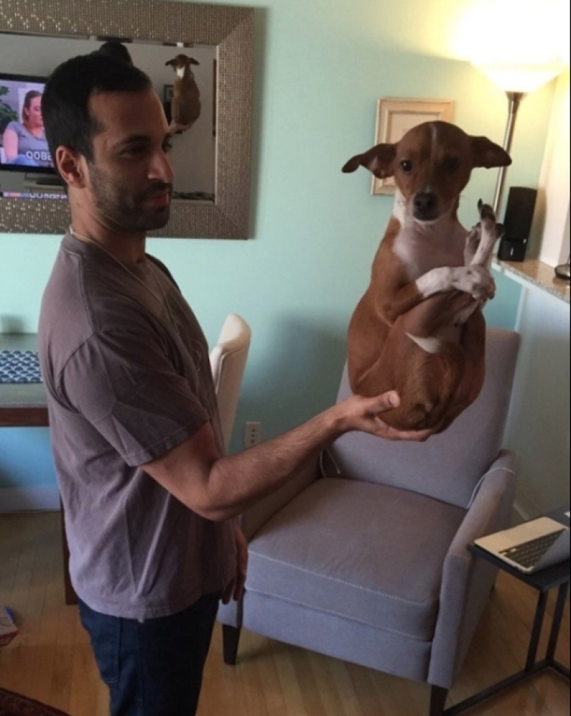 When your pet is a little bit strange: 15 of photos and gifs that accurately you laugh