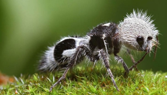White and fluffy, "killer cows": the ants are-impostors with which to be reckoned White and fluffy, "killer cows": the ants are-impostors with which to be reckoned