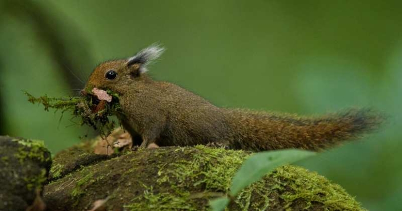 Whitehead's squirrel - a tiny cutie from the island of Borneo Whitehead's squirrel - a tiny cutie from the island of Borneo