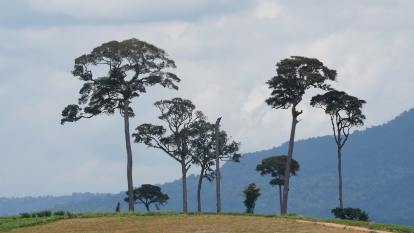 Whitehead's squirrel - a tiny cutie from the island of Borneo Whitehead's squirrel - a tiny cutie from the island of Borneo