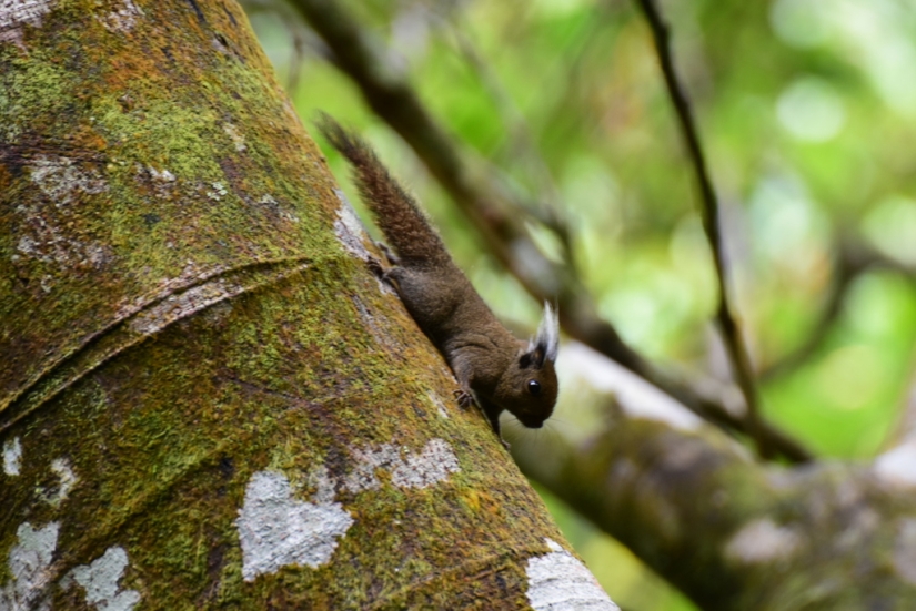 Whitehead's squirrel - a tiny cutie from the island of Borneo Whitehead's squirrel - a tiny cutie from the island of Borneo