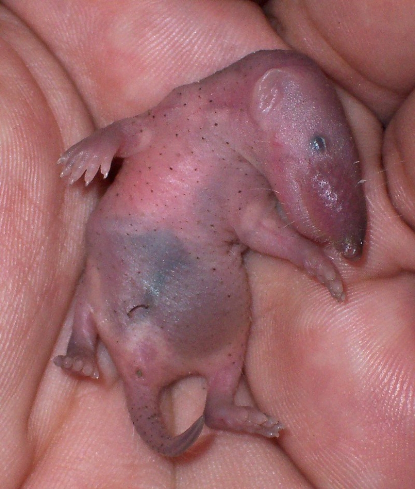 Who is Chuchundra, or How Kipling's Translators Made a Mistake