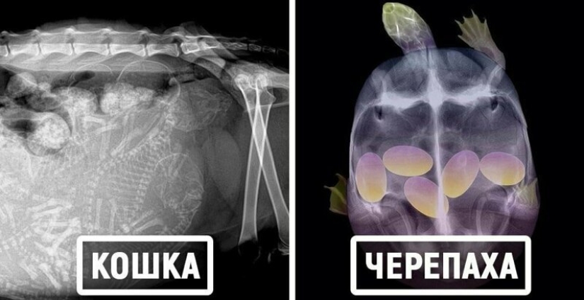 Who lives in the little house: X-rays of pregnant animals Who lives in the little house: X-rays of pregnant animals