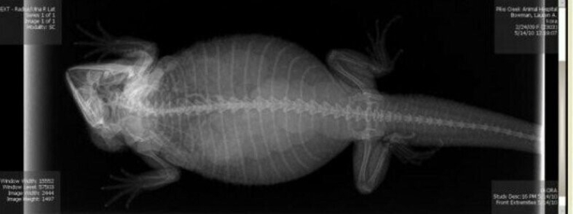 Who lives in the little house: X-rays of pregnant animals Who lives in the little house: X-rays of pregnant animals