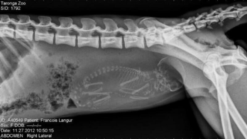 Who lives in the little house: X-rays of pregnant animals Who lives in the little house: X-rays of pregnant animals